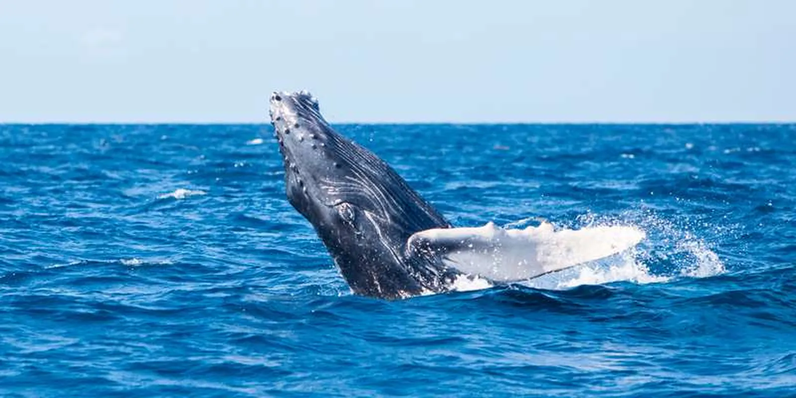 Humpback whale breaching in the Sea of Cortez